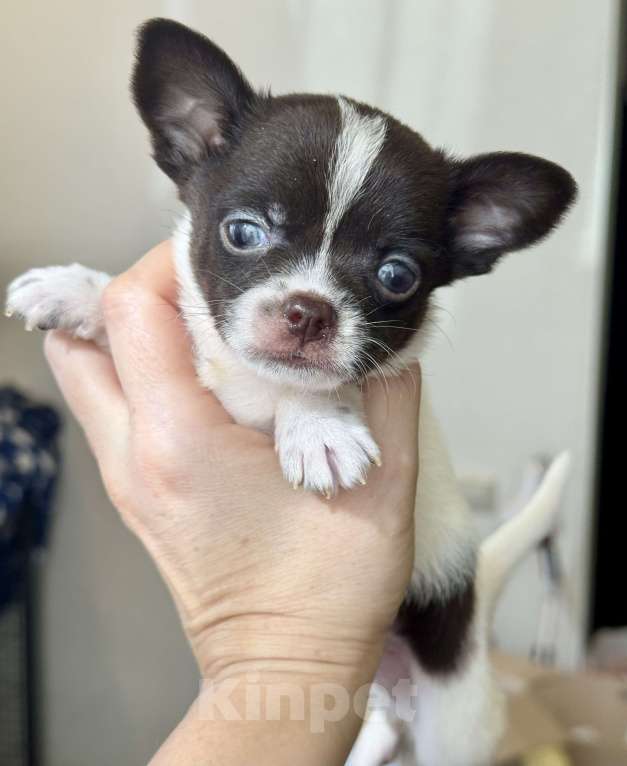 Собаки в Балашихе: Красивый мальчик Мальчик, 20 000 руб. - фото 2