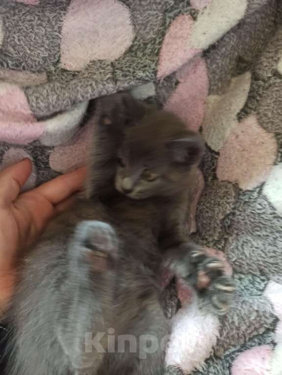 Кошки в Пятигорске: Котята в добрые руки Мальчик, Бесплатно - фото 2