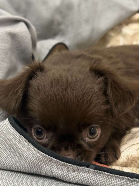 Собаки в Уфе: щенок чихуахуа Мальчик, 23 000 руб. - фото 2
