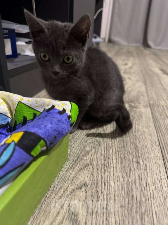 Кошки в Воронеже: Отдам милого котеночка доброму хозяину Девочка, Бесплатно - фото 3