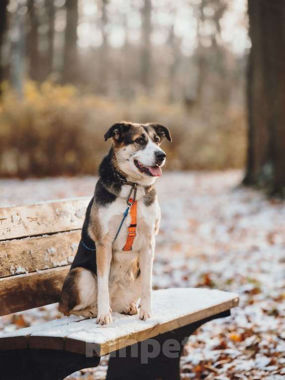 Собаки в Москве: Айриш. Та, что всё понимает... И очень ждёт. Девочка, Бесплатно - фото 8