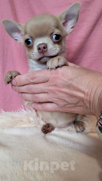 Собаки в Москве: Чихуахуа девочка лиловая Девочка, Бесплатно - фото 4