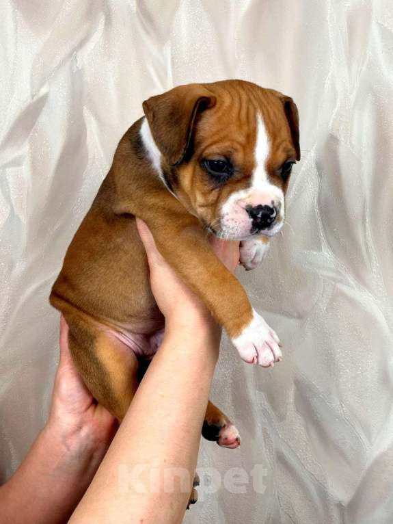 Собаки в Москве: Шикарные детки амстаффа  Мальчик, 35 000 руб. - фото 6