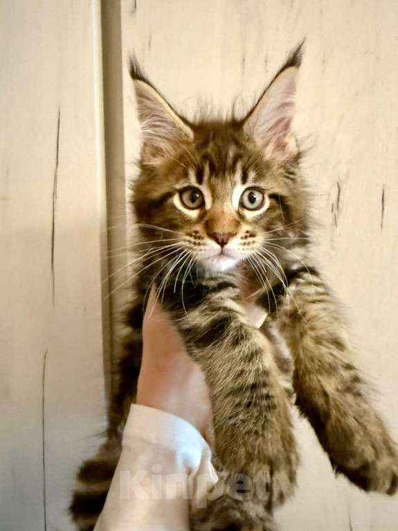 Кошки в Санкт-Петербурге: Котята Мейн-кун Мальчик, 40 000 руб. - фото 2