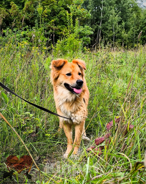 Собаки в Тамбове: Талисман  Мальчик, Бесплатно - фото 2