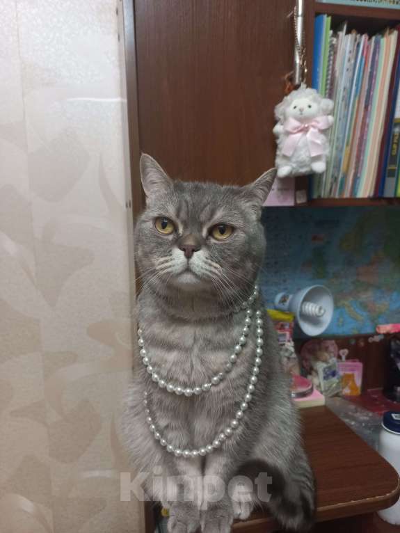 Кошки в Казани: Потерялась кошка Девочка, 5 000 руб. - фото 3