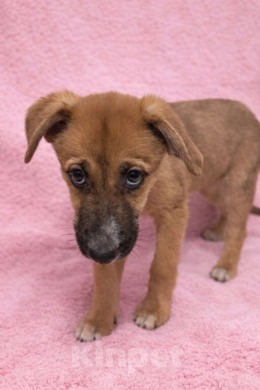 Собаки в Москве: Минди щенок девочка ищет дом Девочка, Бесплатно - фото 8