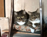 Кошки в Люберцах: Бася и Глаша, 9 и 7 лет. Мама и дочка. Девочка, Бесплатно - фото 1