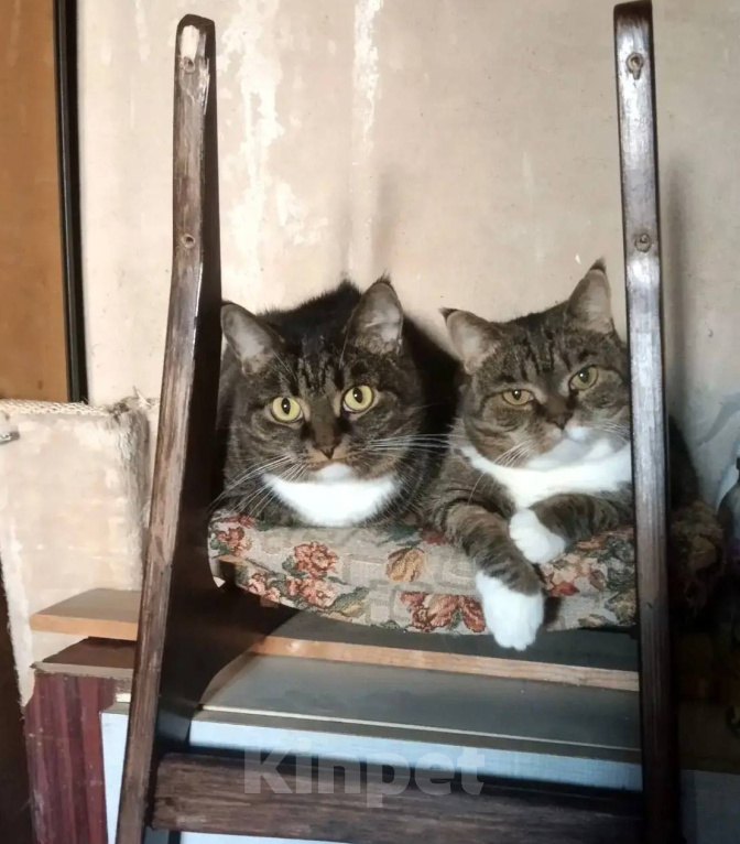 Кошки в Люберцах: Бася и Глаша, 9 и 7 лет. Мама и дочка. Девочка, Бесплатно - фото 1