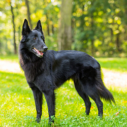 Грюнендаль (Бельгийская овчарка)