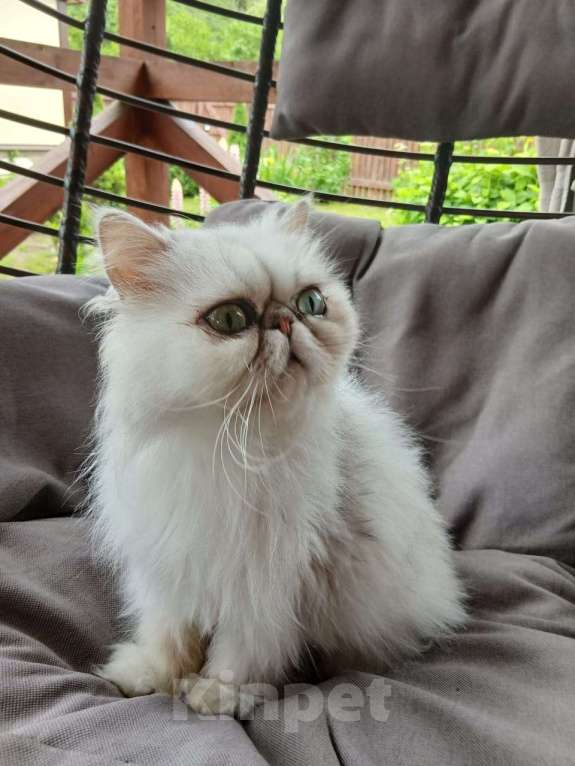 Кошки в других городах Московской области: Персидская зеленоглазая кошечка в добрые руки Девочка, Бесплатно - фото 4