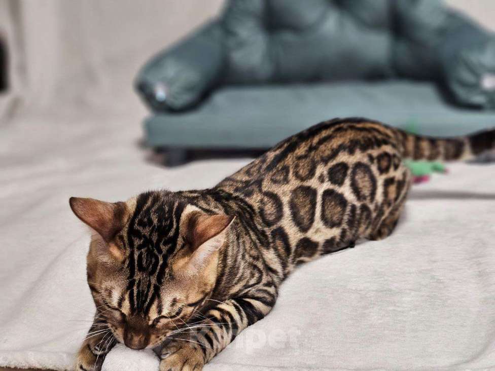 Кошки в Москве: Бенгальский котёнок Леон Мальчик, 25 000 руб. - фото 2