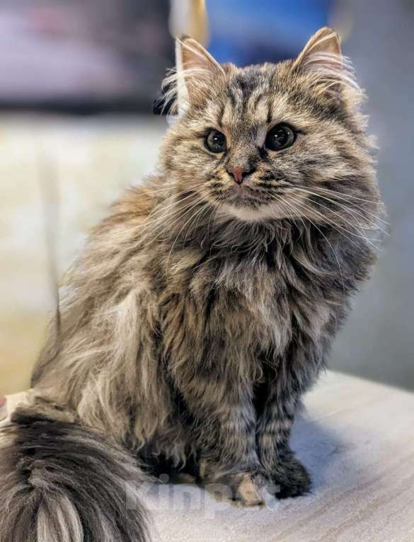 Кошки в Москве: Отдаем кошечку Бэмби в добрые руки. Девочка, Бесплатно - фото 7