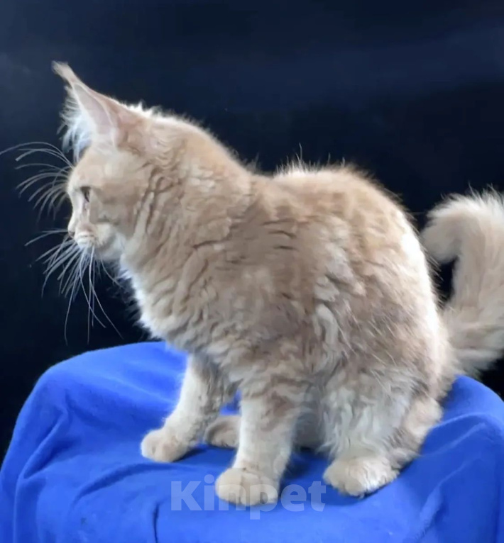 Кошки в Краснодаре: Кремовый мейн-кун — нежный мальчик в любящую семью Мальчик, Бесплатно - фото 2