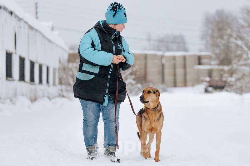 Собаки в Москве: Несчастный пес Брэд — с детства до 4 лет в приюте Мальчик, Бесплатно - фото 7
