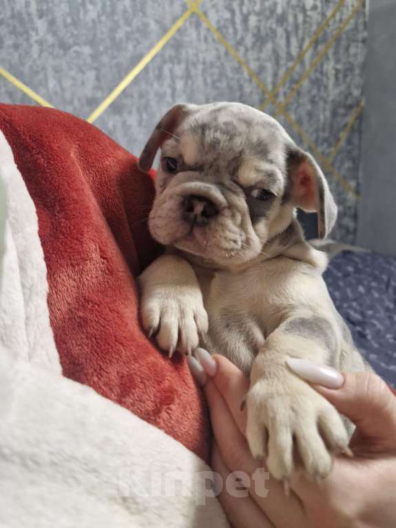 Собаки в других городах Московской области: Королева красоты Девочка, 100 000 руб. - фото 7