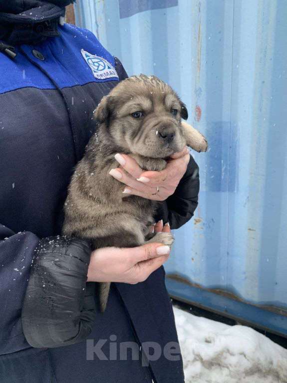 Собаки в Лебедяни: В добрые руки Мальчик, Бесплатно - фото 4