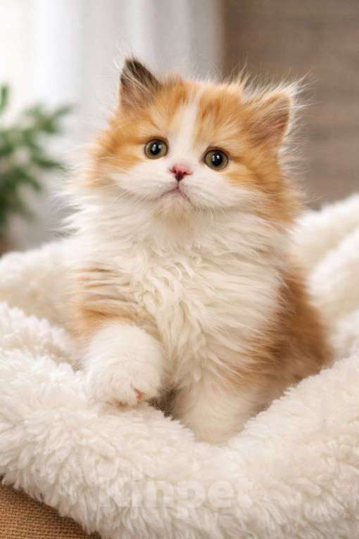 Кошки в других городах Московской области: Шотландские длинношёрстные котята Мальчик, 40 000 руб. - фото 3