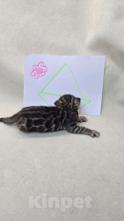 Кошки в Ростове-на-Дону: Бенгальское чудо Девочка, 60 000 руб. - фото 7