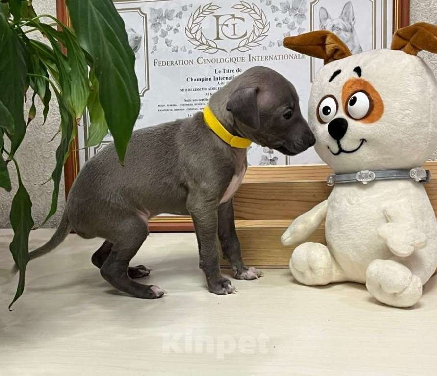 Собаки в Великом Новгороде: Щенок левретки Мальчик, 70 000 руб. - фото 2