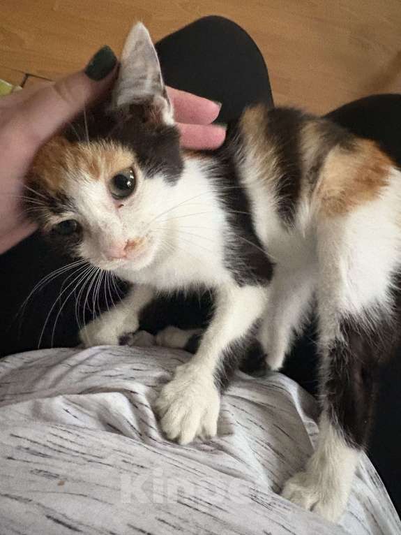 Кошки в Москве: Котенок-девочка, трехцветное счастье Девочка, Бесплатно - фото 2