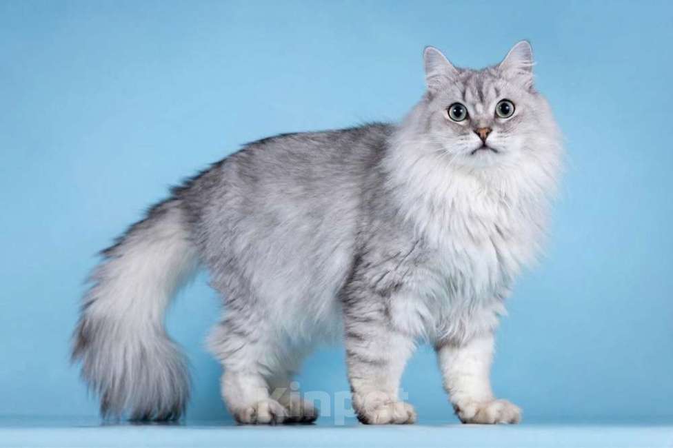 Кошки в Москве: Ласковый котик Ринальдо в добрые руки Мальчик, Бесплатно - фото 1