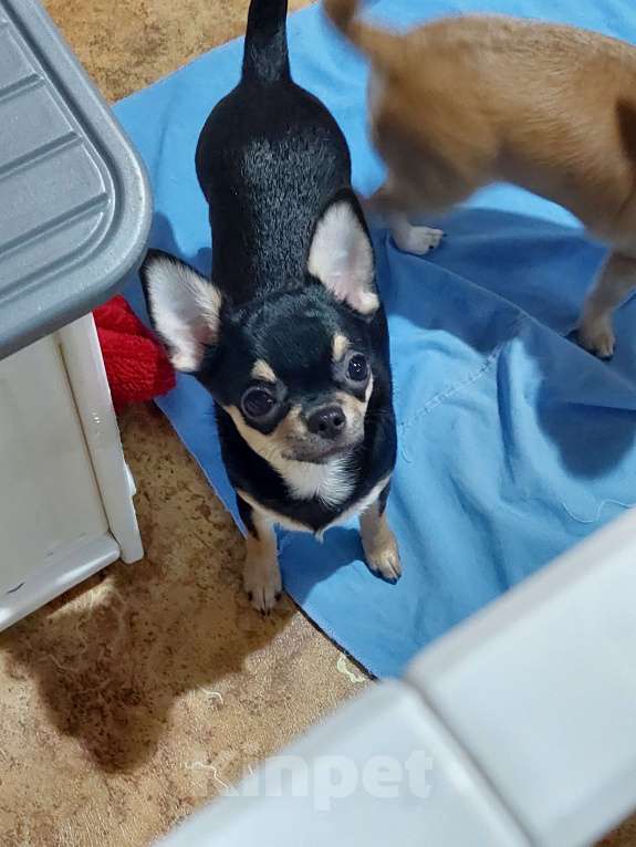 Собаки в Омске: Девочка чихуахуа Девочка, Бесплатно - фото 8