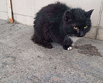 Кошки в Москве: Найден кот Мальчик, 1 руб. - фото 1