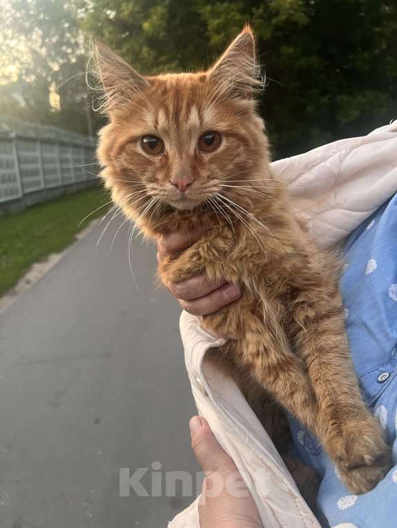 Кошки в Королеве: Рыжий ласковый кот Мальчик, Бесплатно - фото 2