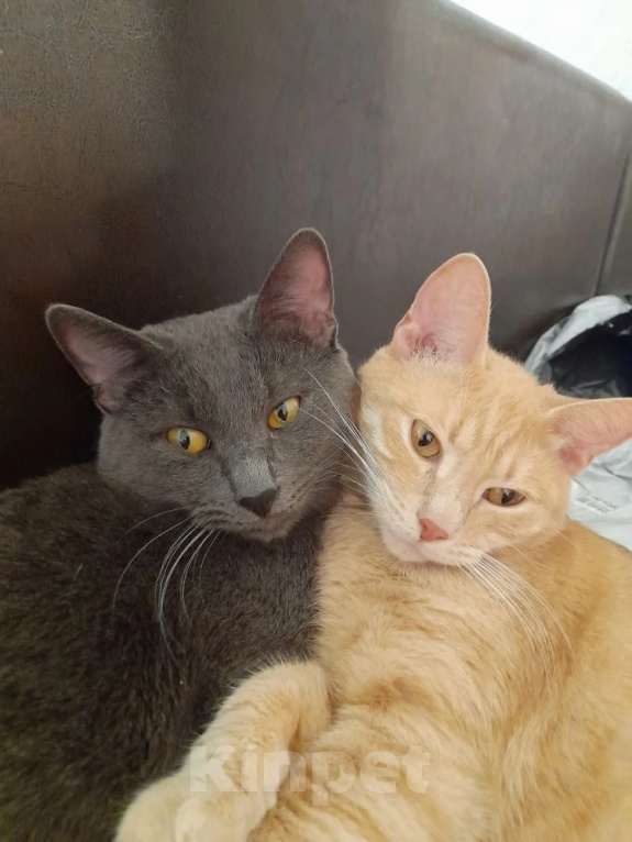 Кошки в Видном: Котёнок в добрые руки Девочка, 10 руб. - фото 4