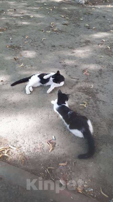 Кошки в Армавире: Замечательные котята-подростки ищут дом Девочка, Бесплатно - фото 2