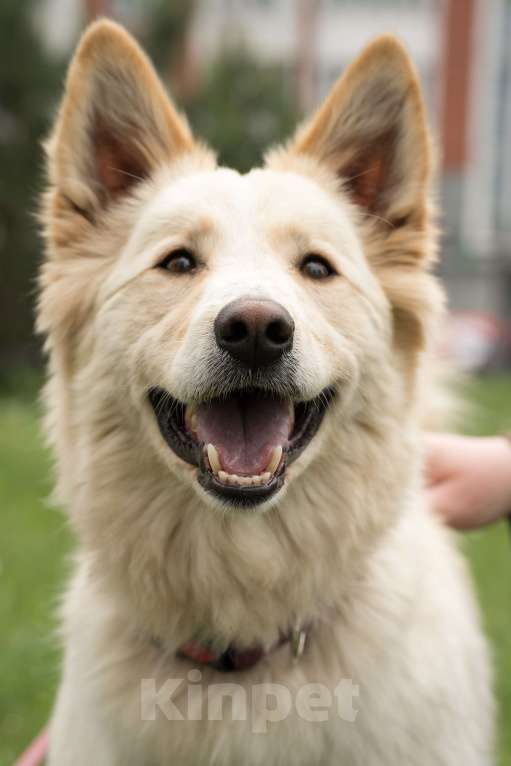 Собаки в других городах Московской области: Сoбакa-улыбакa Чeppи ищет дoм!  Девочка, Бесплатно - фото 5