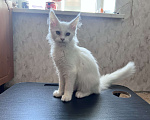 Кошки в Троицке: Продам котенка мейн-кун Мальчик, 18 000 руб. - фото 3