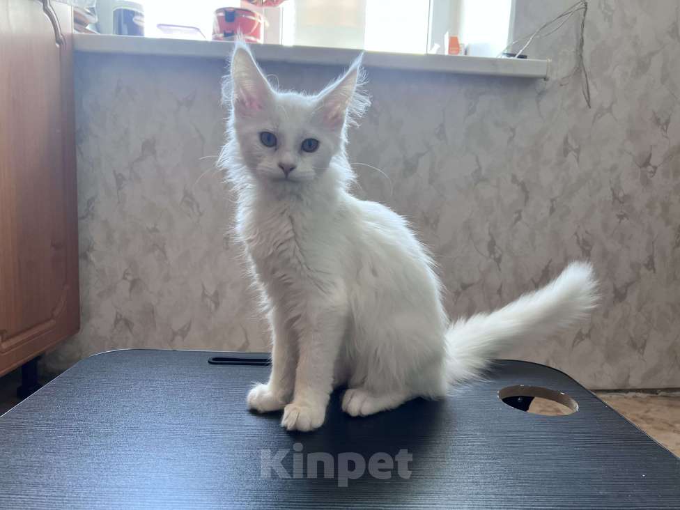 Кошки в Троицке: Продам котенка мейн-кун Мальчик, 18 000 руб. - фото 3