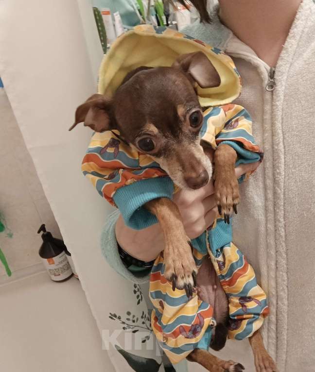 Собаки в Челябинске: Отдам в добрые руки тойчика Девочка, 300 руб. - фото 2