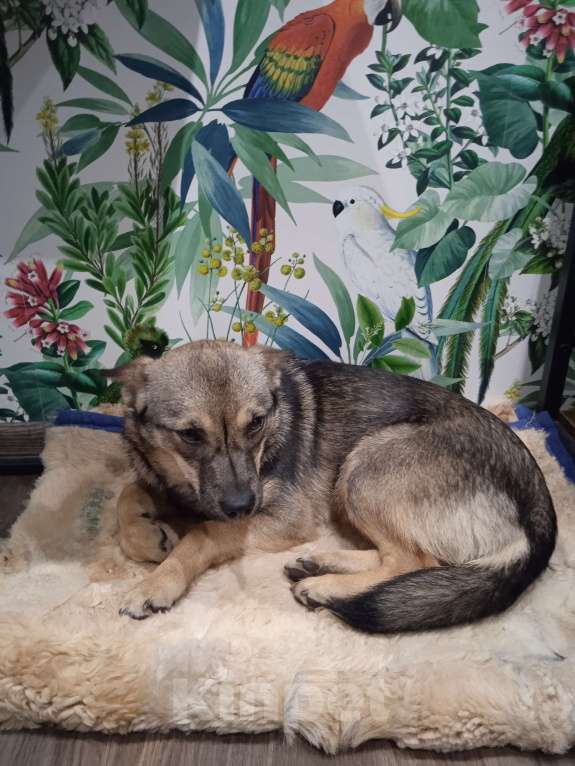 Собаки в других городах Калининградской области: Собачка ищет хозяина Девочка, Бесплатно - фото 2