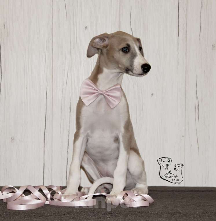 Собаки в Москве: Красавица Карелия Девочка, Бесплатно - фото 3