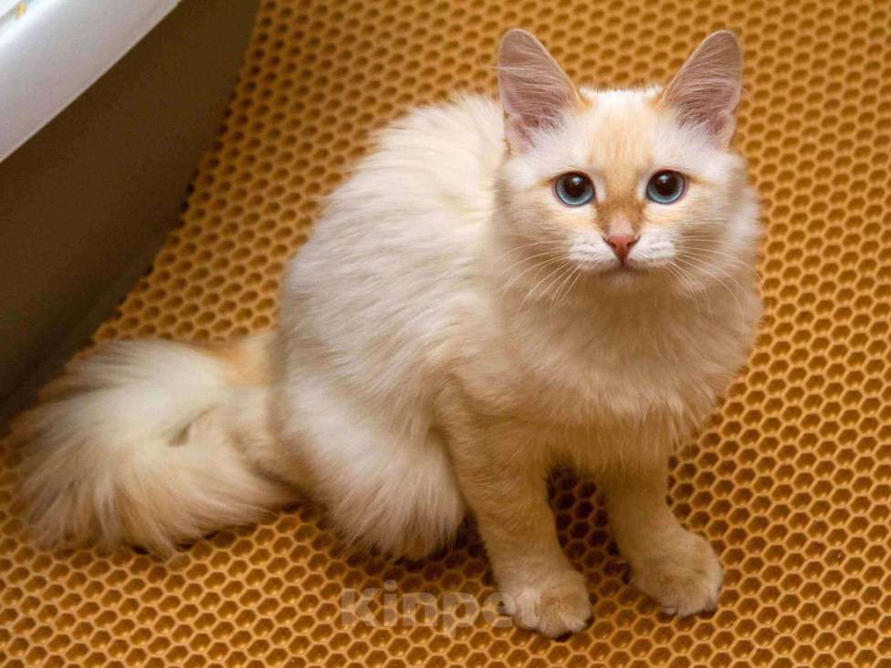 Кошки в Москве: Нежная ласковая кошечка Синди в добрые руки Девочка, Бесплатно - фото 2