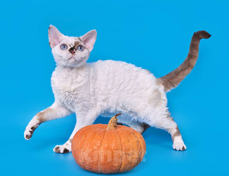 Кошки в Новосибирске: Девон Рекс, девочка Девочка, 45 000 руб. - фото 1