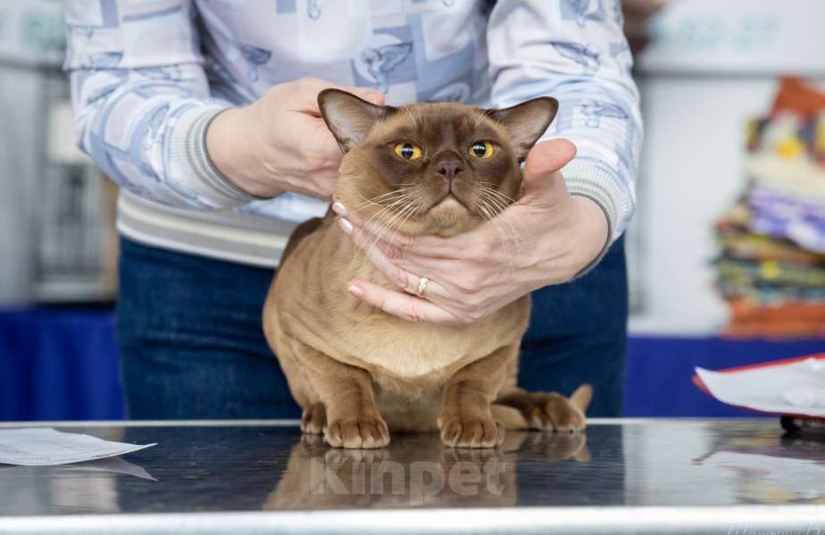 Кошки в Казани: Кот Бурмы Мальчик, 50 000 руб. - фото 2