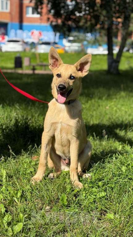 Собаки в Москве: Щенок мальчик Эмбер в добрые руки Мальчик, Бесплатно - фото 5