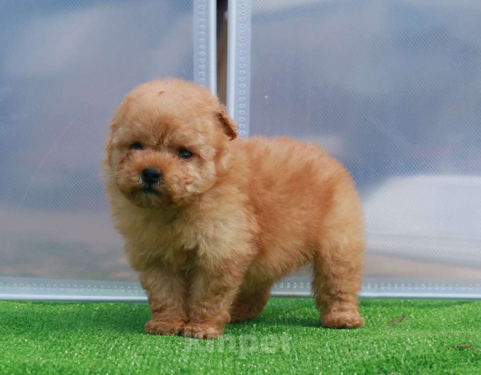 Собаки в Москве: мальтипу щенок мини девочка Девочка, 130 000 руб. - фото 6