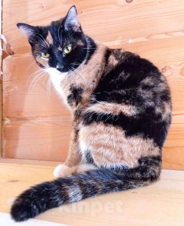 Кошки в Москве: Шоколадку вернули 💔 Девочка, Бесплатно - фото 4