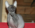 Кошки в Ангарске: Кот на вязку, 3 000 руб. - фото 4