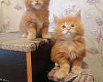 Кошки в Советске (Калининградская область): Котята мейн-кун, 7 000 руб. - фото 1