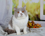 Кошки в Санкт-Петербурге: Ласковый контактный котик окраса лиловый биколор, 10 000 руб. - фото 5