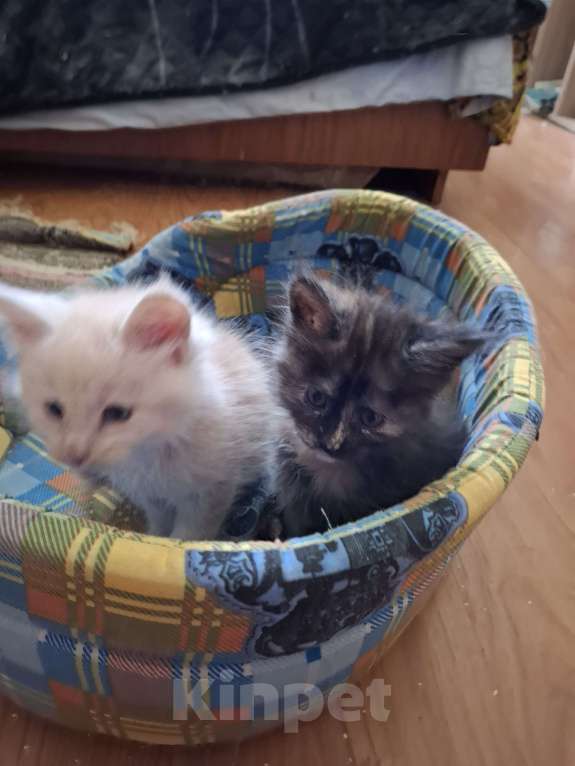 Кошки в Москве: Мейн-куны от чемпионов породы Мальчик, 20 000 руб. - фото 3