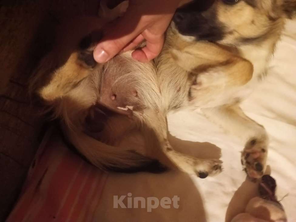 Собаки в Калининграде: Найдена собака (щенок) Девочка, Бесплатно - фото 5