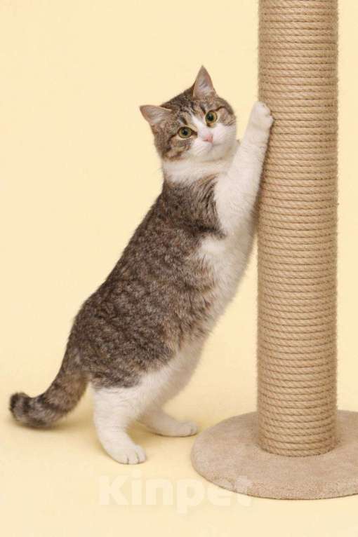 Кошки в Москве: Котенок Юкки ищет добрую спокойную семью Девочка, Бесплатно - фото 2