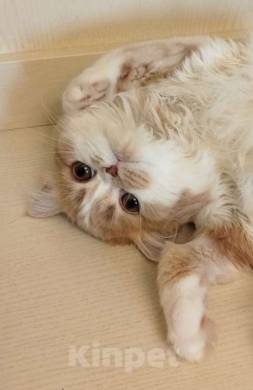 Кошки в Валдае: Кошечка- принцесса из помета победителя выставки Девочка, 30 000 руб. - фото 1